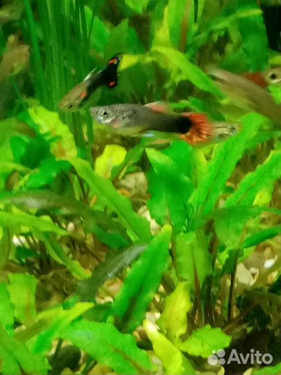 Аквариумное растение