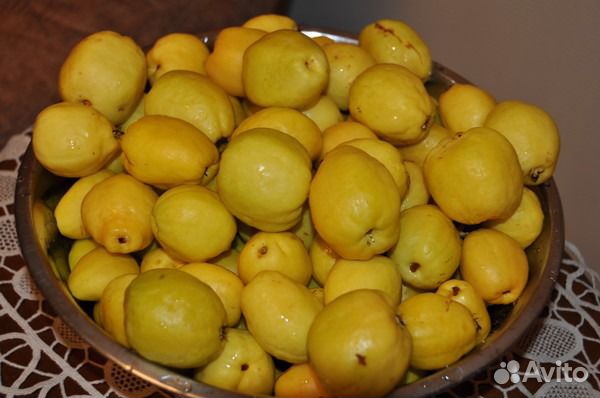 Айва японская - хеномелис