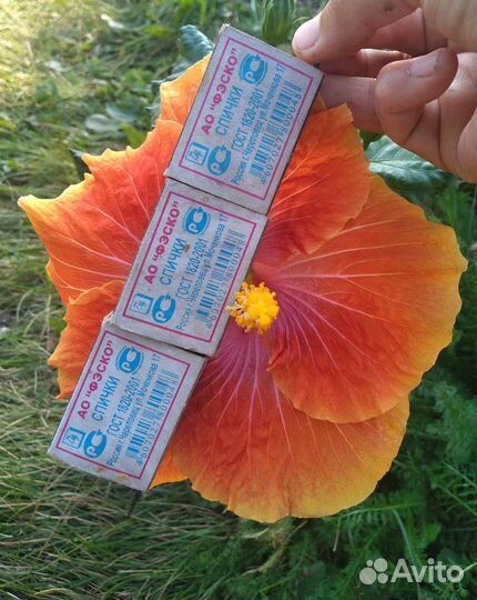 Гибискус Карамельный вихрь