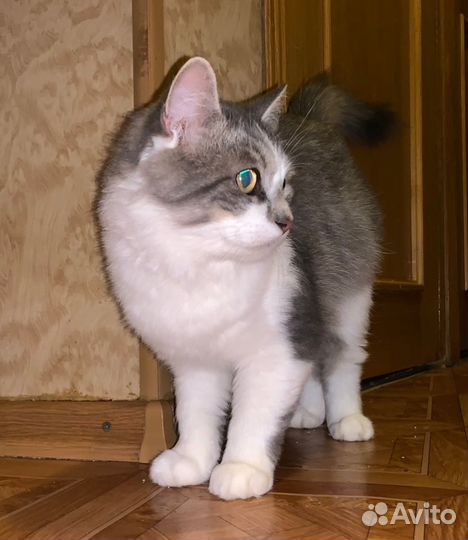 Кот котенок