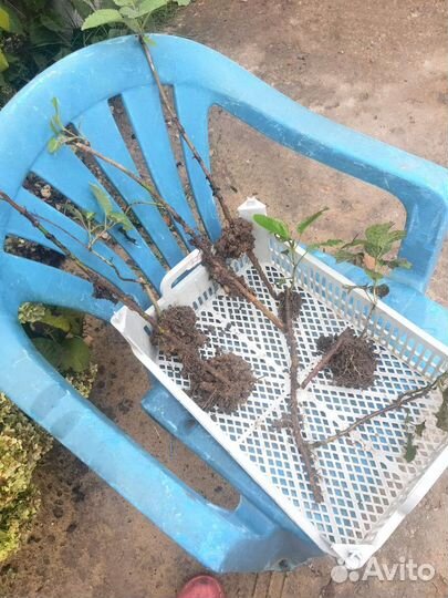 Многолетние садовые цветы