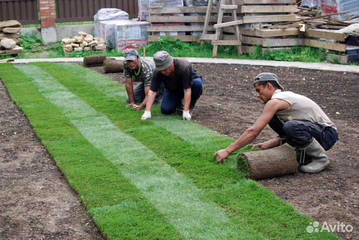 Газон дачный, от производителя