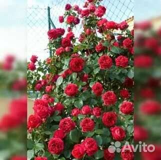 Розы ч/г, пионовидные, плетистые, шрабы