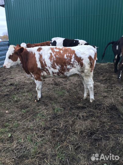 Корова дойная, бык, телята