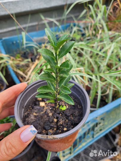 Бересклет японский Бенкомасаки