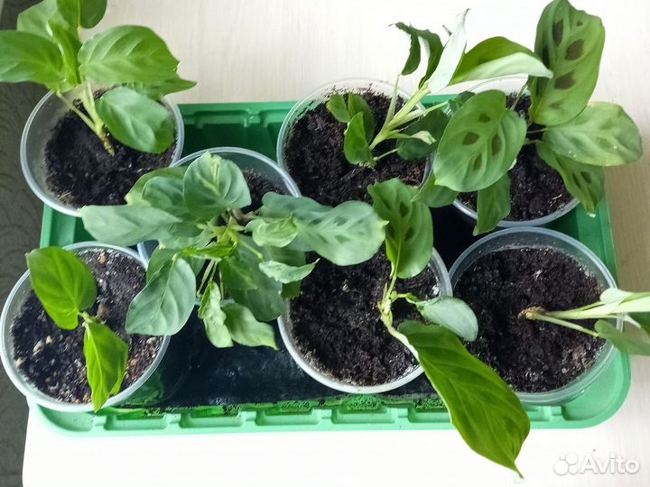 Маранта керховена