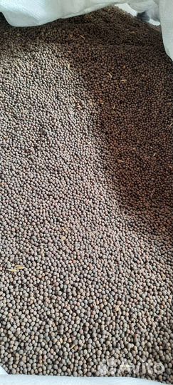 Продам семена эспарцета,костреца,люцерны