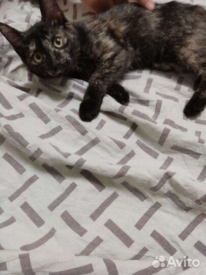 Два котёнка, две умные девочки