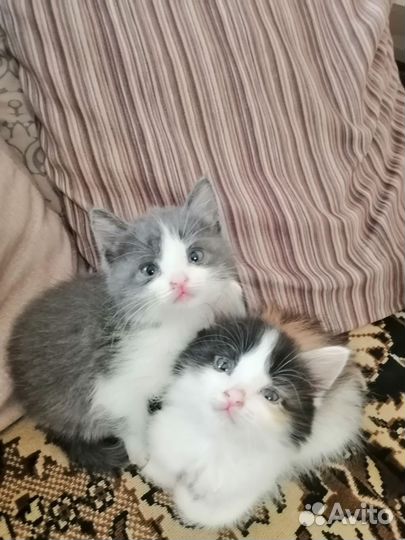 Котята приносящие удачу