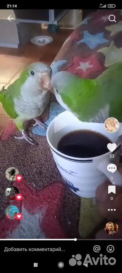 Супер ручной квакер разговаривает