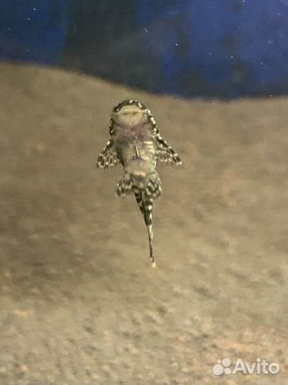 Рыбки аквариумы со всем содержимым