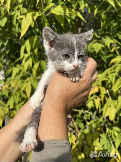 Кошки бесплатно