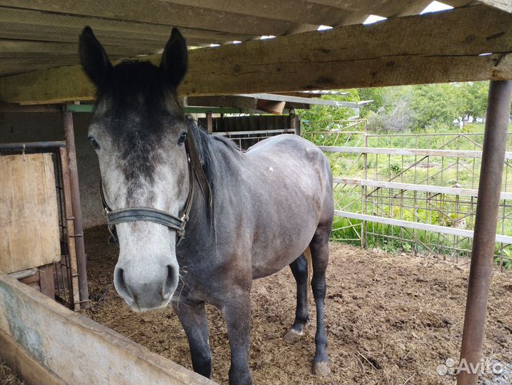 Лошадь жеребец