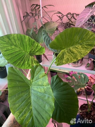 Алоказия триангулярис, гагеана вар