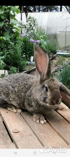 Кролик баран
