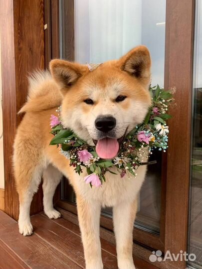 Кобель для вязки