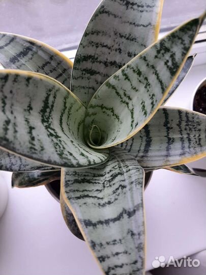 Сансевиерия ханни крем