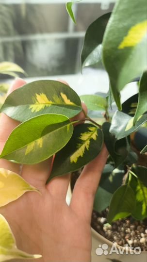 Фикус Бенджамина Блек Даймонд (срез)