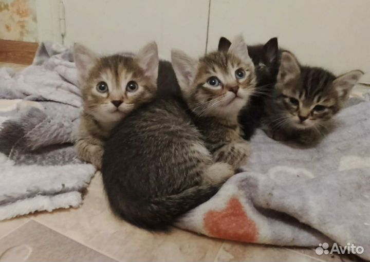 Котята в добрые руки