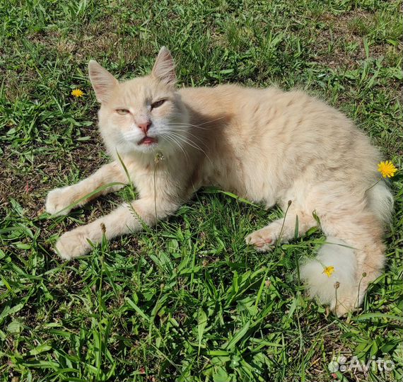 Кот Персик ищет дом