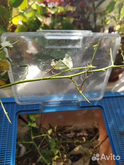 Аннамский палочник