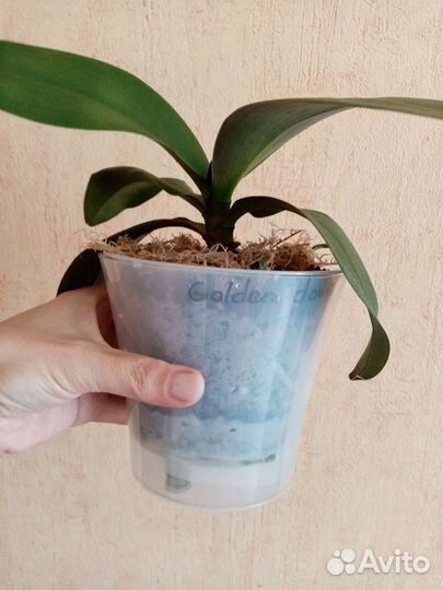 Орхидеи сортовые