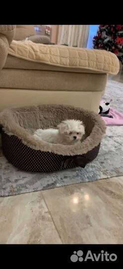 Лучезарные мальтипу