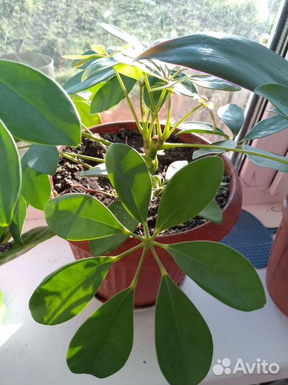 Комнатные растения цветы