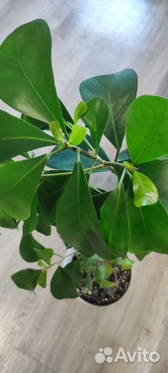 Фикус триангулярис