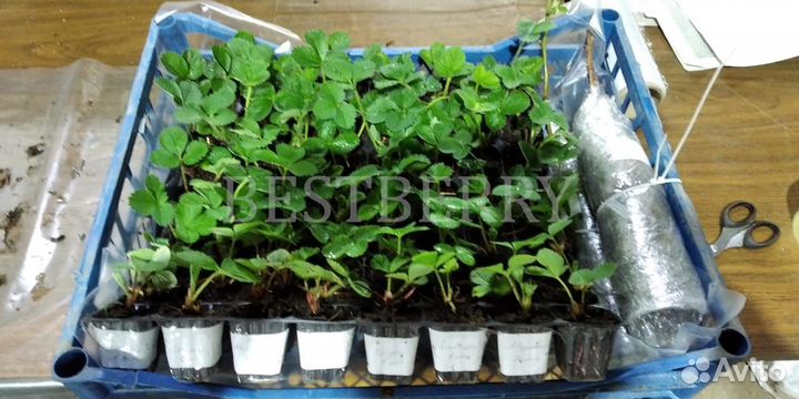 Саженцы клубники зкс сезонные сорта