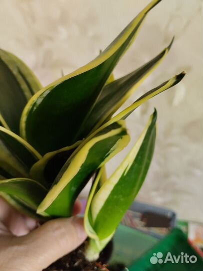 Сансевиерии сортовые