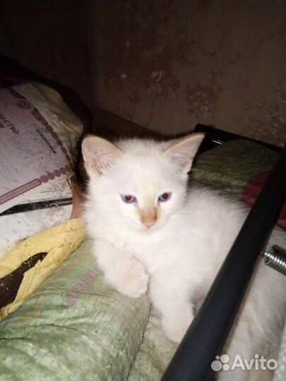 Тайские котята