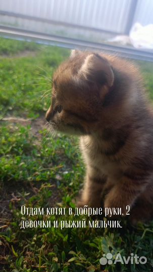 Отдам в добрые руки