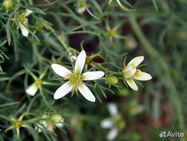 Гармала, многолетняя, лекарственная, семена