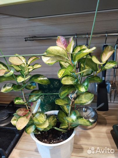 Хойя australis tricolor lisa и Red button