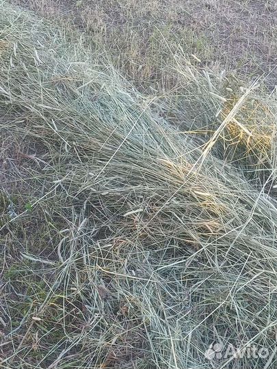 Сено Луговое в тюках 2023