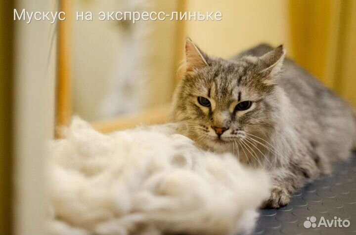 Стрижка собак и кошек (Втузгородок, Пионерский п.)