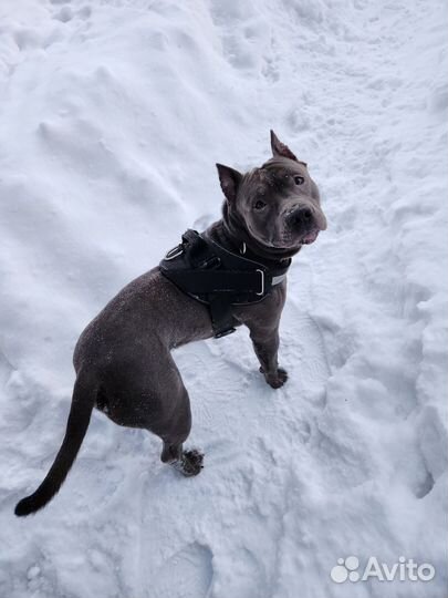 Амстафф вязка