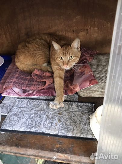 Рыжий Савелий розовый нос в добрые руки