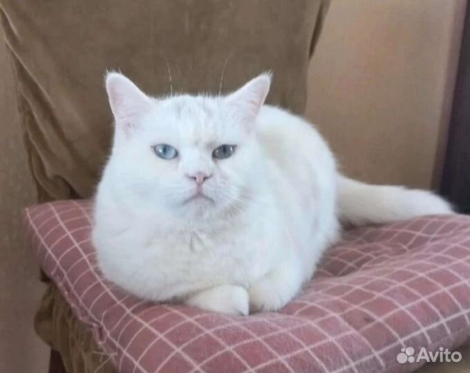 Лара в поисках идеального дома