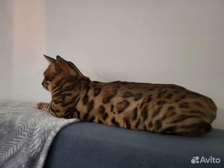Бенгальский кот вязка