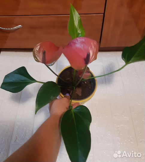 Антуриум Cirano