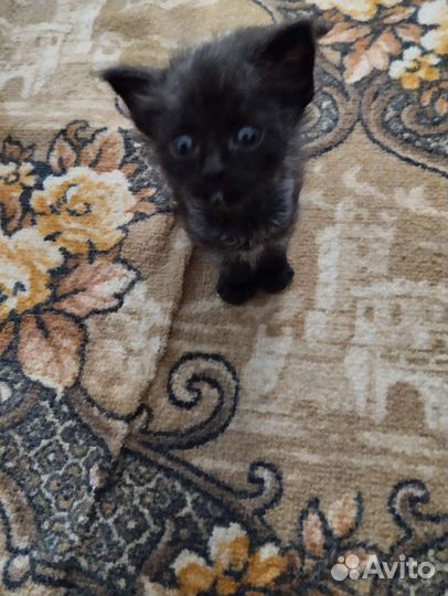 Домашние животные кошки