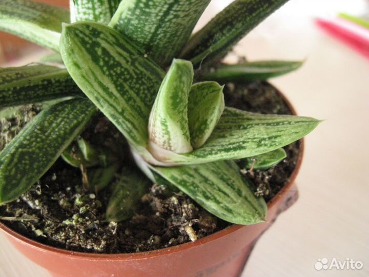 Суккуленты почтой. Есть необычные и редкие