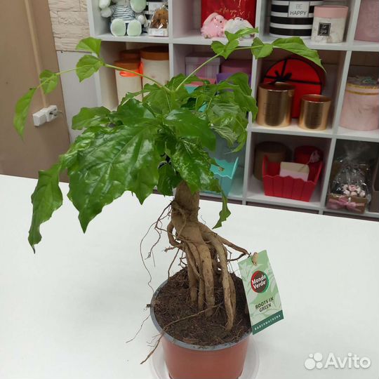 Радермахера