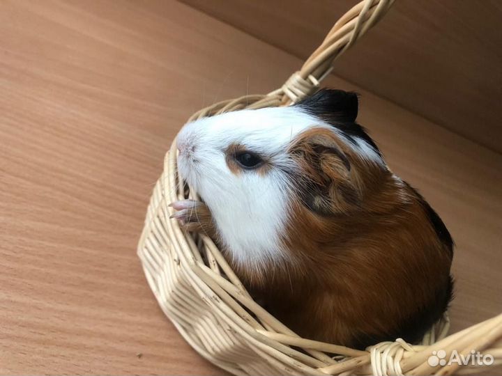 Морская свинка