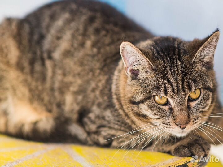 Метис мейкуна в дар