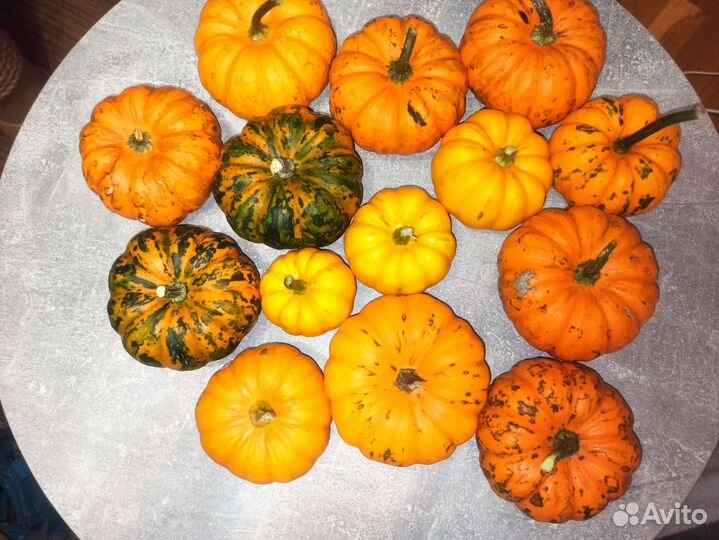 Тыква декоративная оранжевая