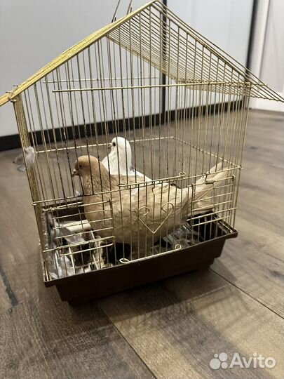 Продажа голубей