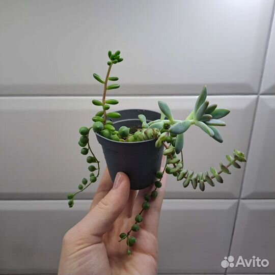 Композиция